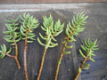 Crassula tetragona Mini Pine Tree Cuttings – 5 Live 5–7