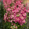 Stock Antique Rose Live Plant Plug (Matthiola incana) – 3–6 in Pink Blooms