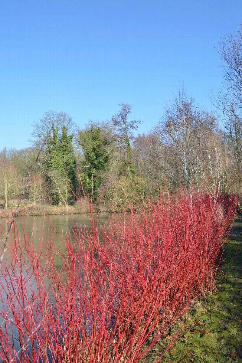 Red Twig Dogwood Cuttings – 50 Unrooted Cornus amomum 10