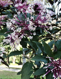 Shooting Star Clerodendrum Cuttings (Clerodendrum quadriloculare) – 6 Unrooted Cuttings