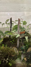 Cissus amazonica Unrooted Cutting - 6-Leaf Stem for Vivarium Terrarium Plant