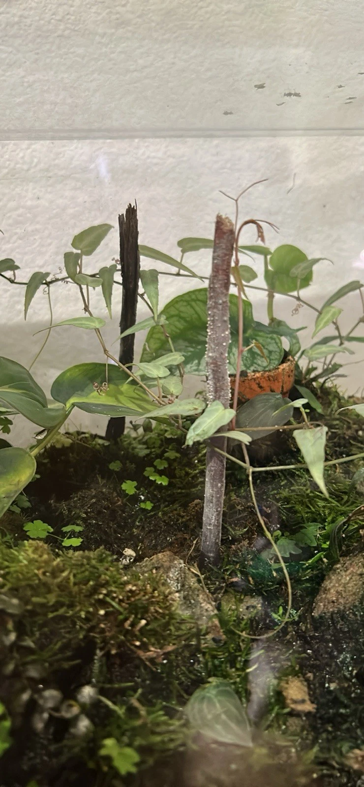 Cissus amazonica Unrooted Cutting - 6-Leaf Stem for Vivarium Terrarium Plant