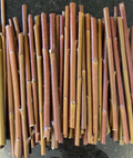 Purple Willow Cuttings Salix purpurea - 10 Unrooted