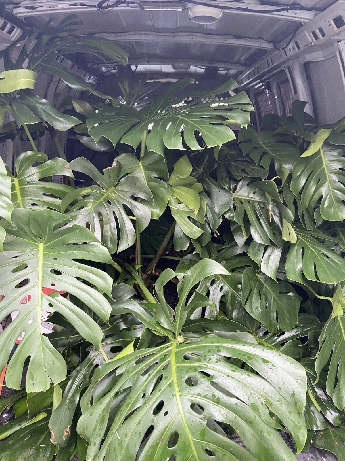 Monstera deliciosa Live Plant | Fully Rooted, 2–3 Leaves, Indoor Container Plant