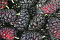 Black Mulberry Cuttings Morus nigra - 12 Unrooted, Thin Propagation Cuttings