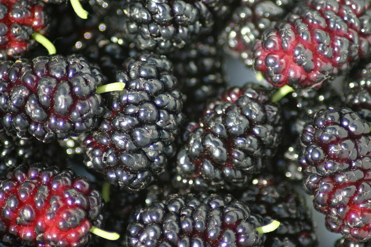 Black Mulberry Cuttings Morus nigra - 12 Unrooted, Thin Propagation Cuttings