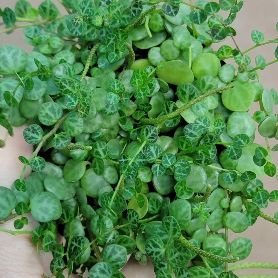 Peperomia prostrata (String of Turtles) - 3 Inch Potted Live Plant