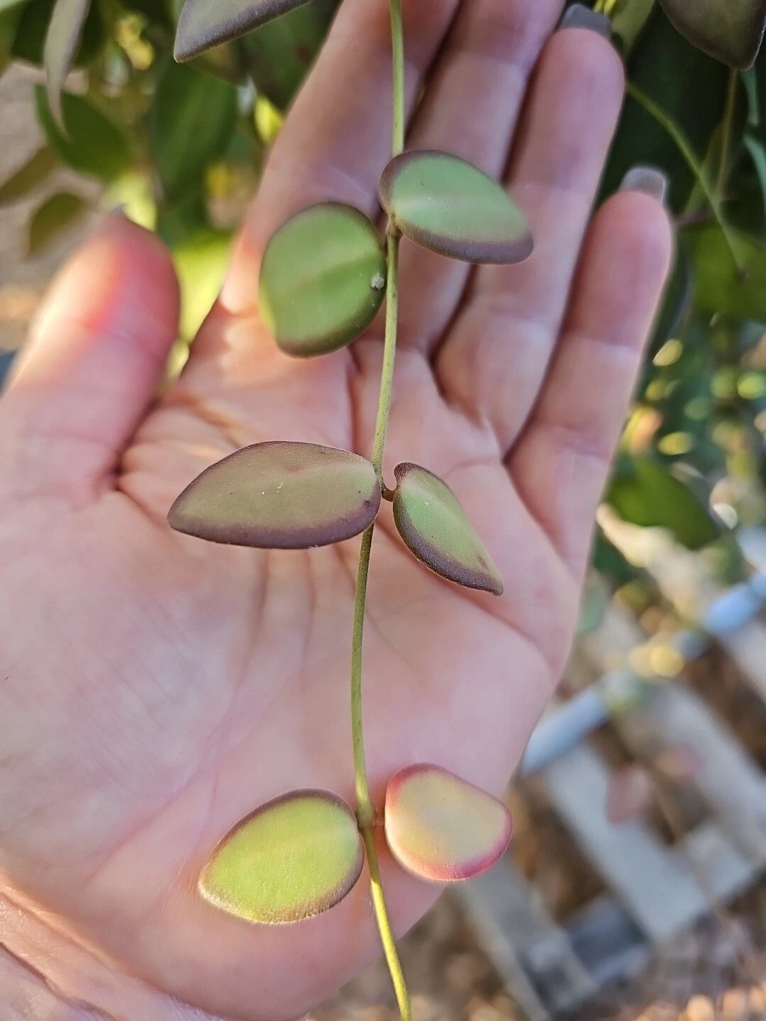Hoya burtoniae Cutting – Fresh 3-Node Unrooted Wax Plant Stem