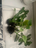 Rooted Indoor Plant Variety Set: Jade, Cactus & Pothos Live Plants