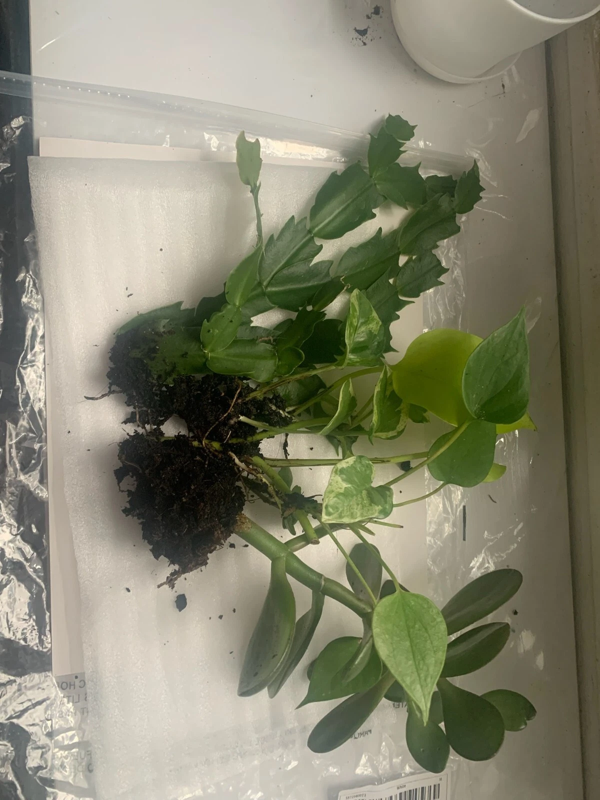 Rooted Indoor Plant Variety Set: Jade, Cactus & Pothos Live Plants