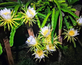 Colombian Yellow Dragon Fruit Cuttings (Selenicereus megalanthus) – 8 Unrooted Cuttings ~7"+
