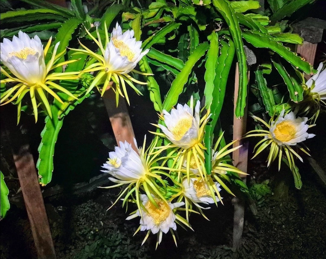 Colombian Yellow Dragon Fruit Cuttings (Selenicereus megalanthus) – 8 Unrooted Cuttings ~7"+
