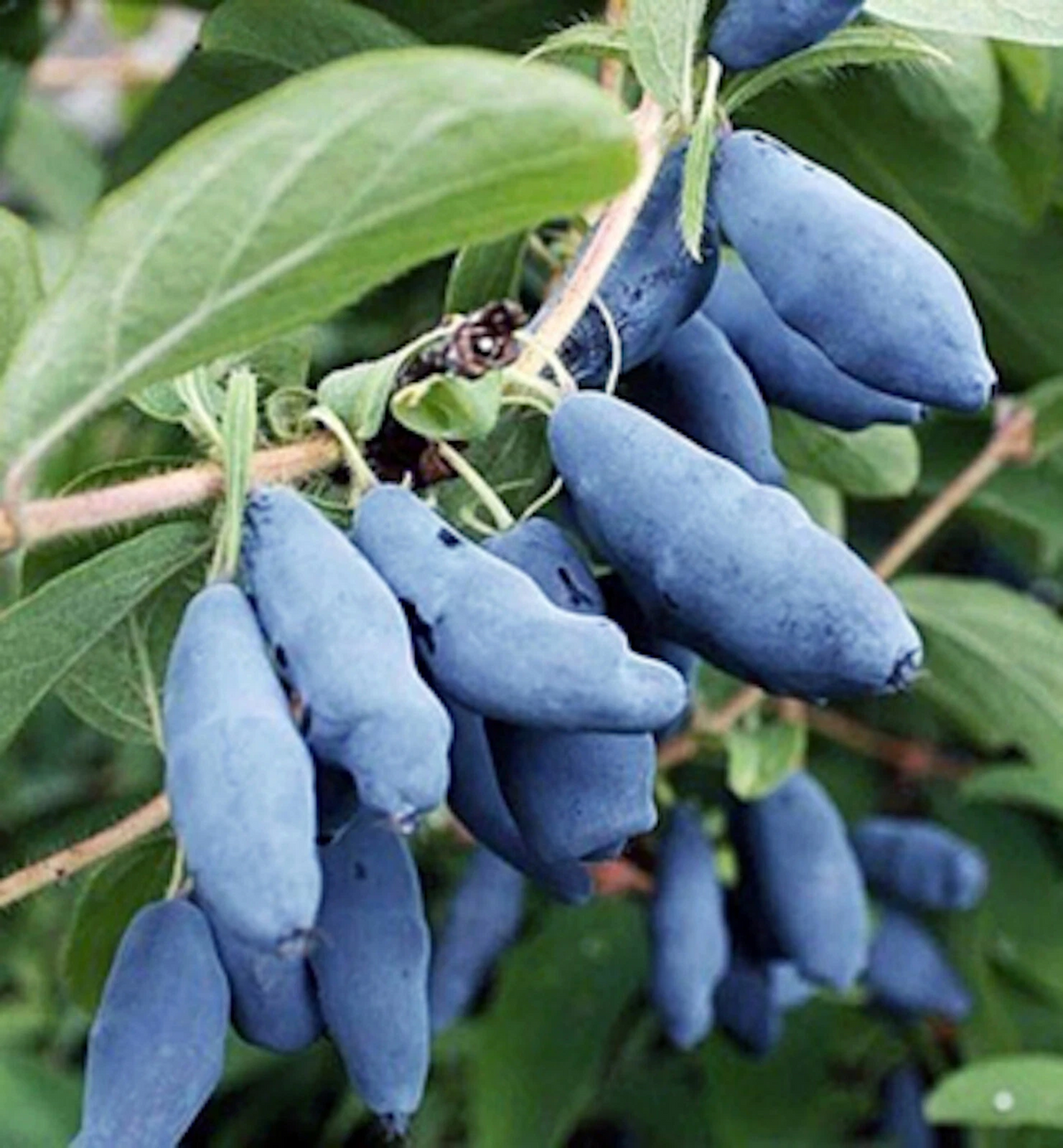 Blue Honeysuckle Honeyberry Cuttings - Unrooted Lonicera kamtschatica (Set of 5)