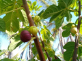 Martinenca Rimada Fig Cuttings - Unrooted Ficus carica Variegated Purple-Striped