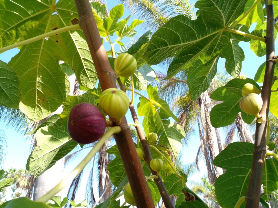 Martinenca Rimada Fig Cuttings - Unrooted Ficus carica Variegated Purple-Striped