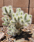 Silver Cholla Cactus Cutting Segment (Cylindropuntia echinocarpa) - Live Bare Cutting