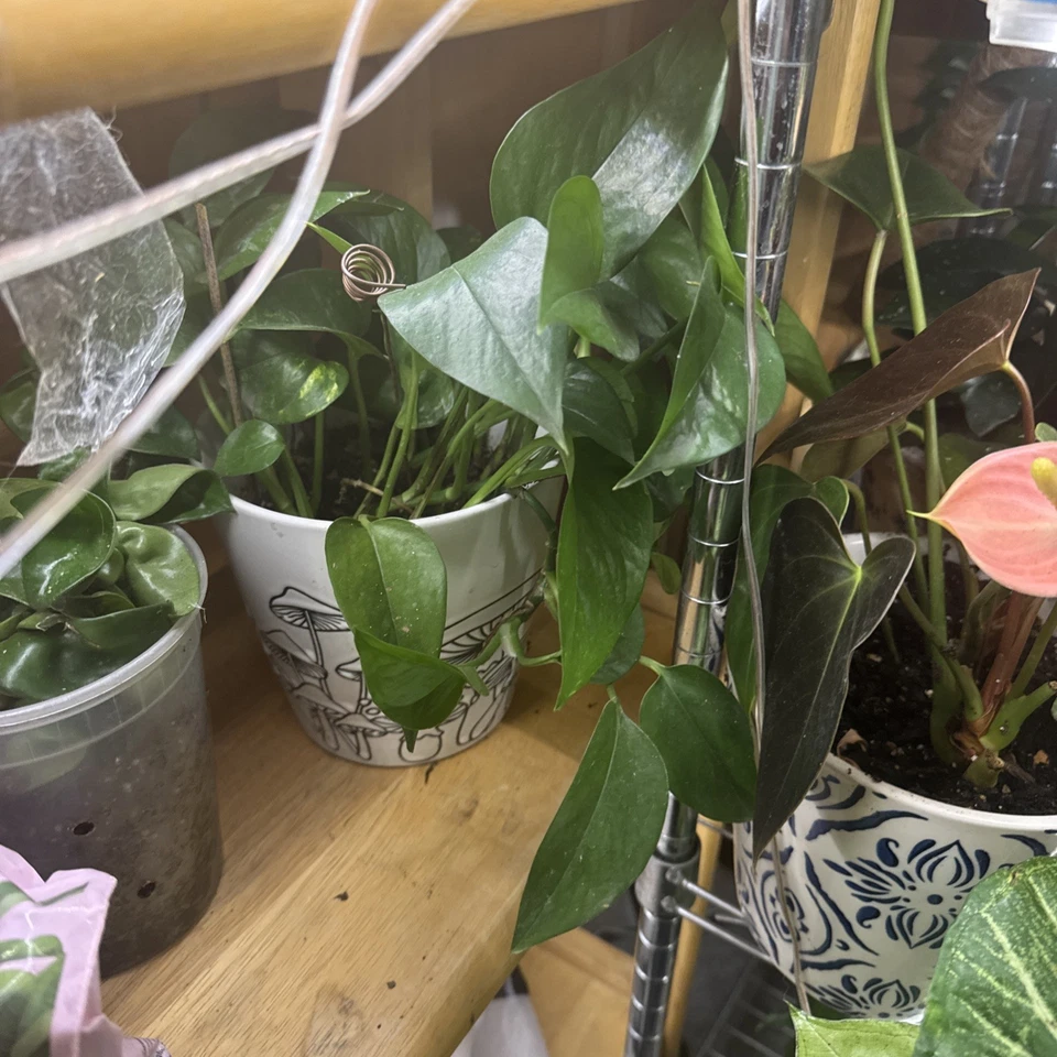 Golden Pothos Rooted Cutting – Epipremnum aureum Starter Plant