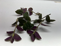 Fuzzy Bunny Bellies Tradescantia Cuttings – Lot of 5 Unrooted Indoor Propagation Cuttings