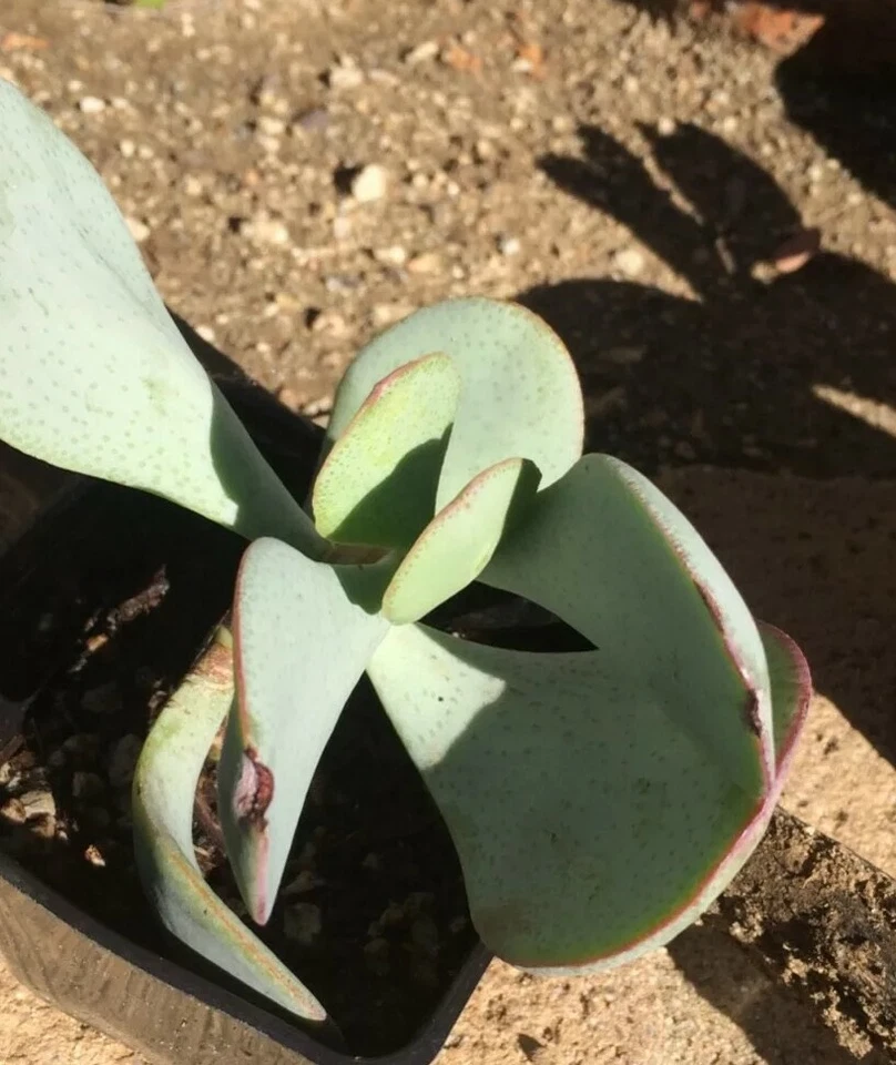 Crassula arborescens Silver Dollar Cutting - Unrooted Succulent Stem, Blue-Green Round Leaves