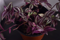 Tradescantia Wandering Jew – 12 Fully Rooted Cuttings