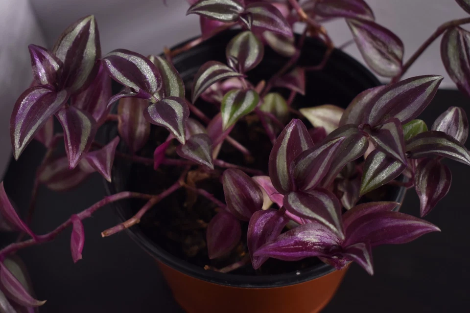 Tradescantia Wandering Jew – 12 Fully Rooted Cuttings