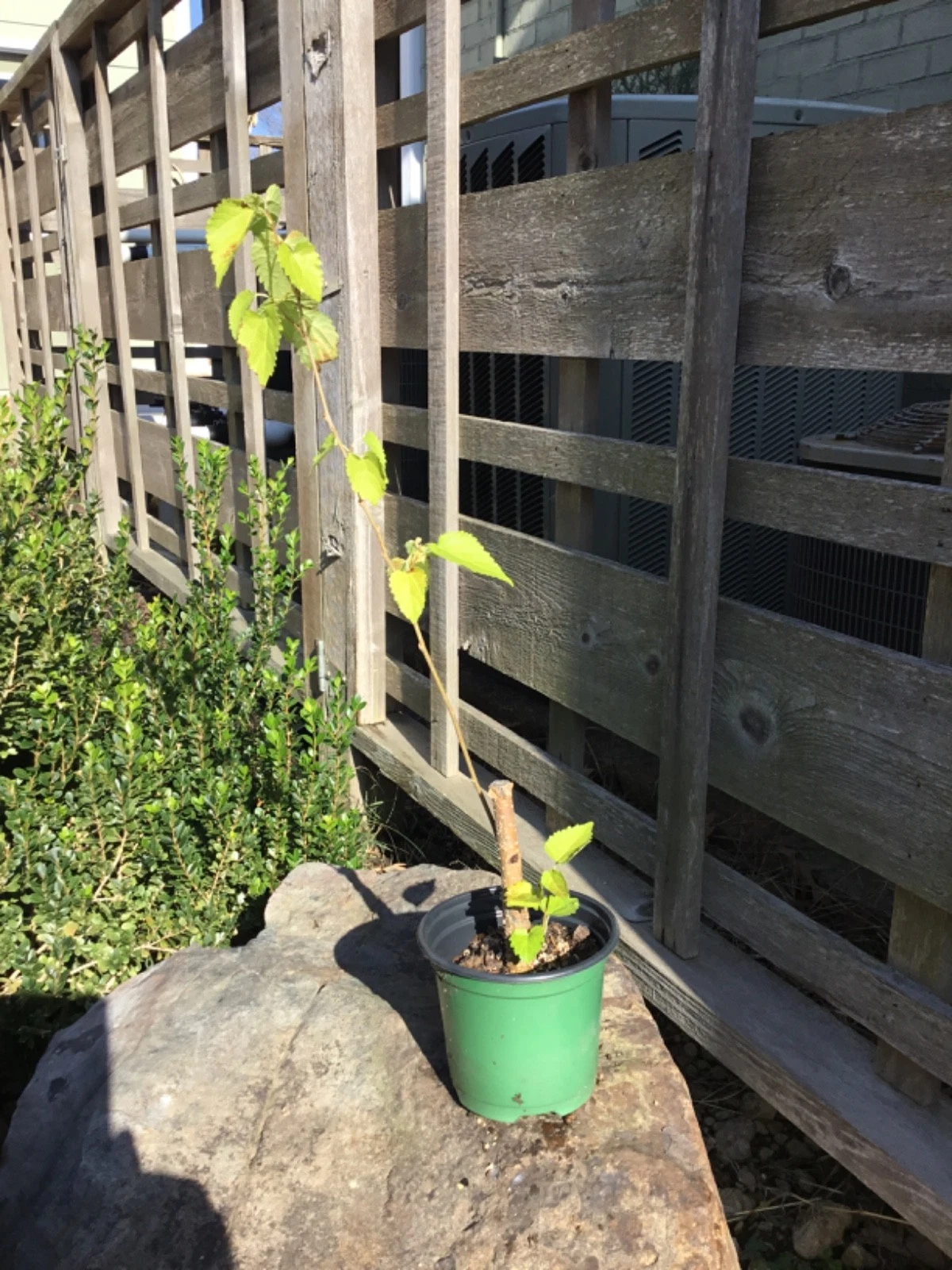 Everbearing Black Mulberry Morus nigra Dormant Unrooted Cuttings 6–17 In