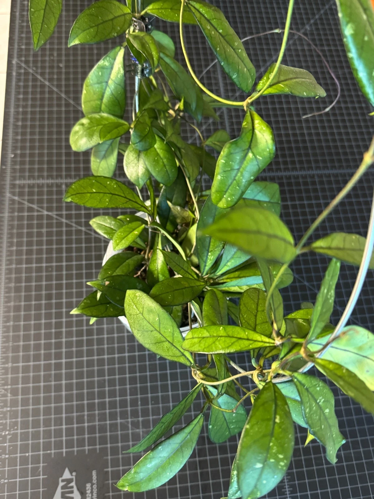 Hoya crassipetiolata One-Node Cutting – Live Unrooted Hoya Propagation Cutting