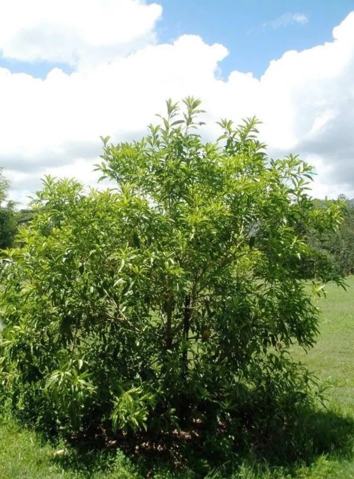 Achacha Garcinia humilis Unrooted Cutting – Fresh Tropical Fruit Tree Propagation