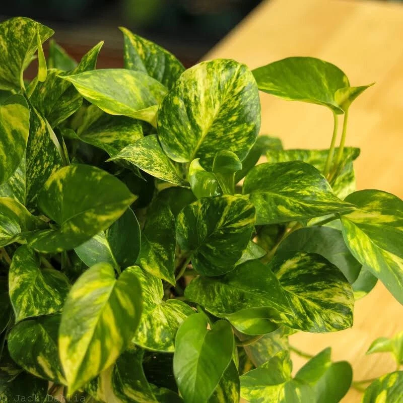 Golden Pothos Variegated Giant Leaf Cuttings - 3 Live Epipremnum aureum Cuttings for Indoor Propagation