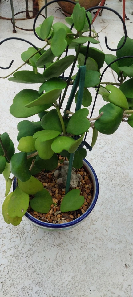 Hoya Kerrii Cutting – Unrooted Heart-Shaped Hoya with 2 Leaves and 1 Node