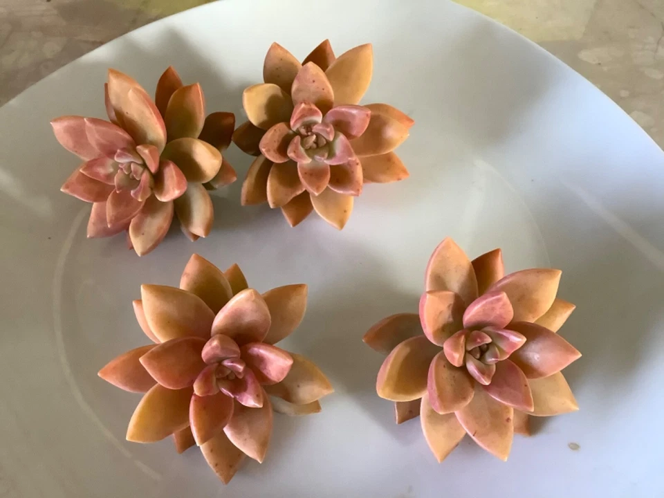 Graptosedum California Sunset Cuttings - 4 Unrooted 2-3" Rosette Succulents