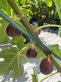 Organic Chicago Hardy Fig Cuttings – 4 Dormant Unrooted Cuttings