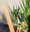 Sansevieria francisii Snake Plant Cutting — Unrooted Indoor Succulent Cutting