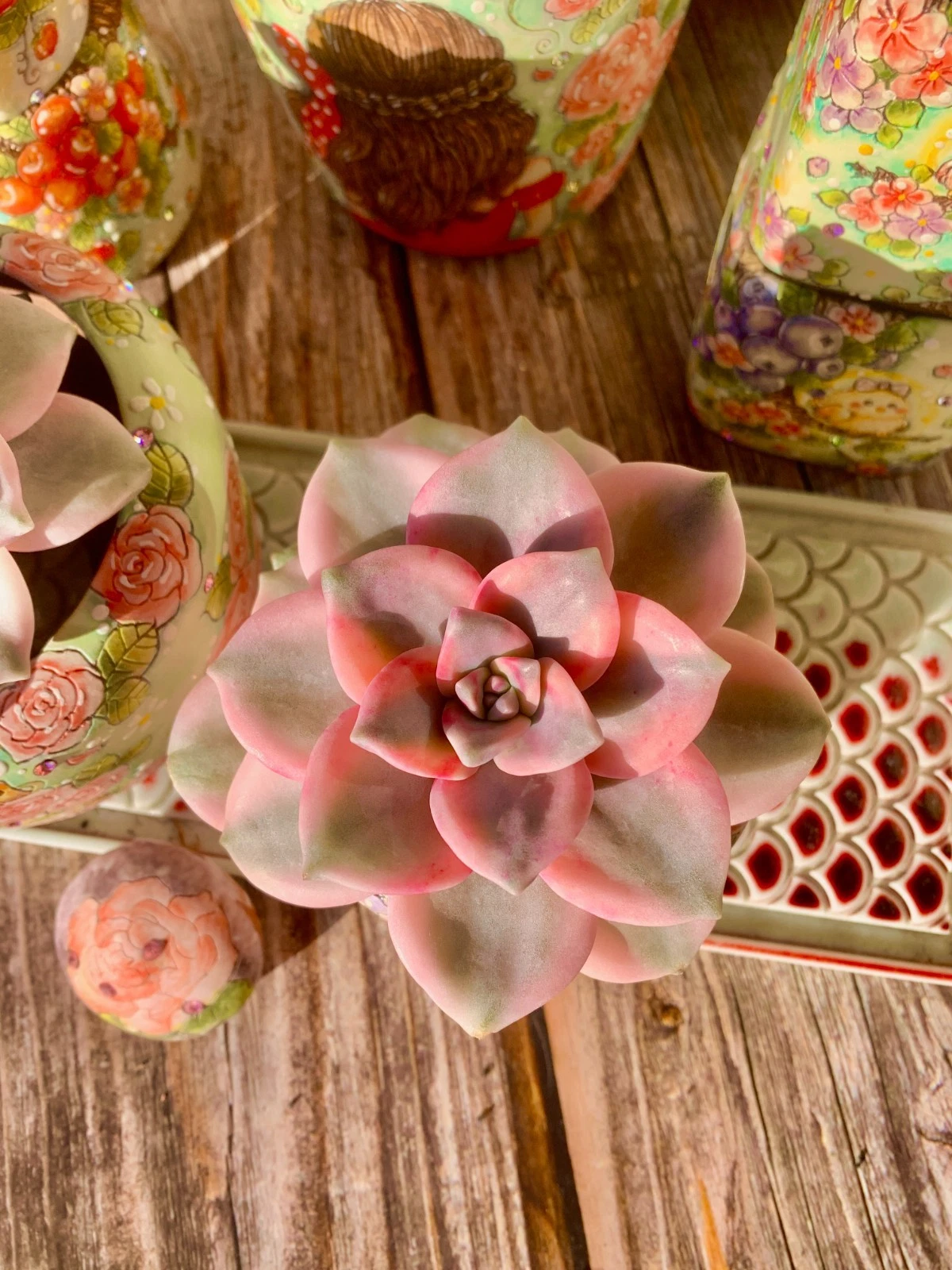 Graptopetalum Snow White Variegated Succulent - Live Bare-Root Plant