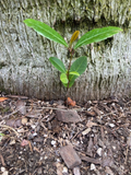 Carolina Cherry Laurel Seedlings – 5 Rooted Prunus caroliniana Live Starter Plants