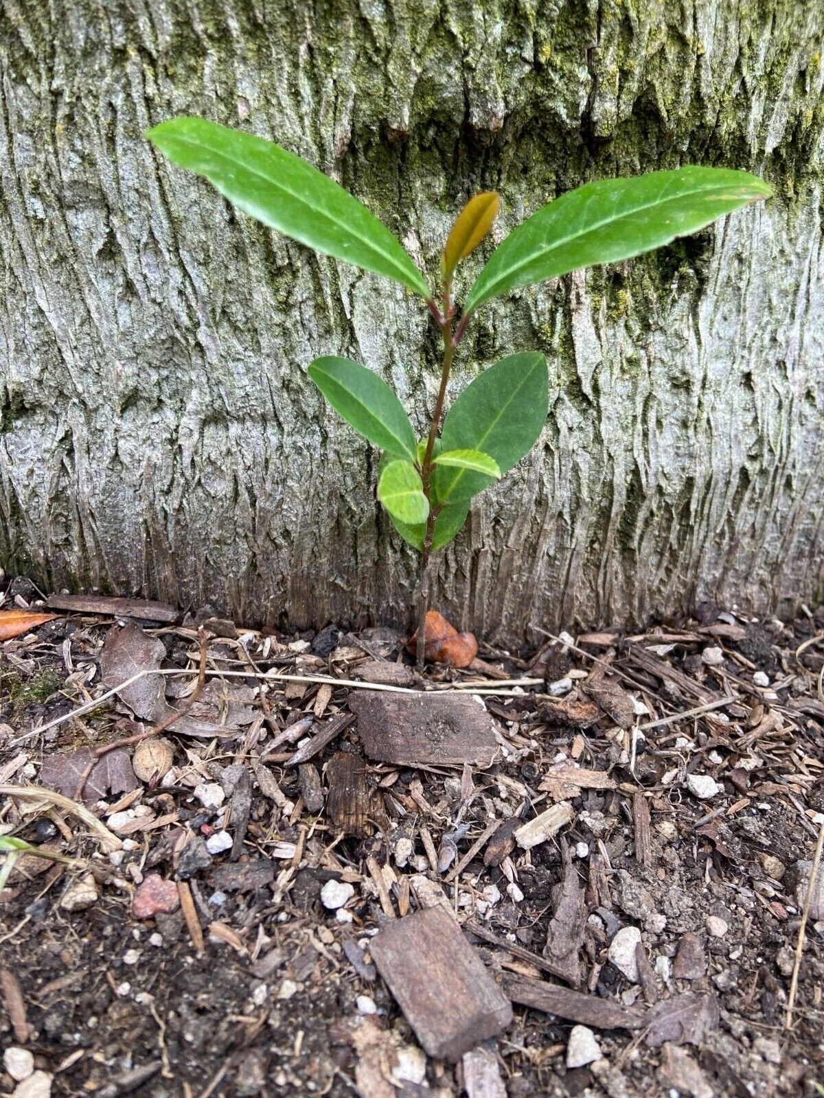 Carolina Cherry Laurel Seedlings – 5 Rooted Prunus caroliniana Live Starter Plants