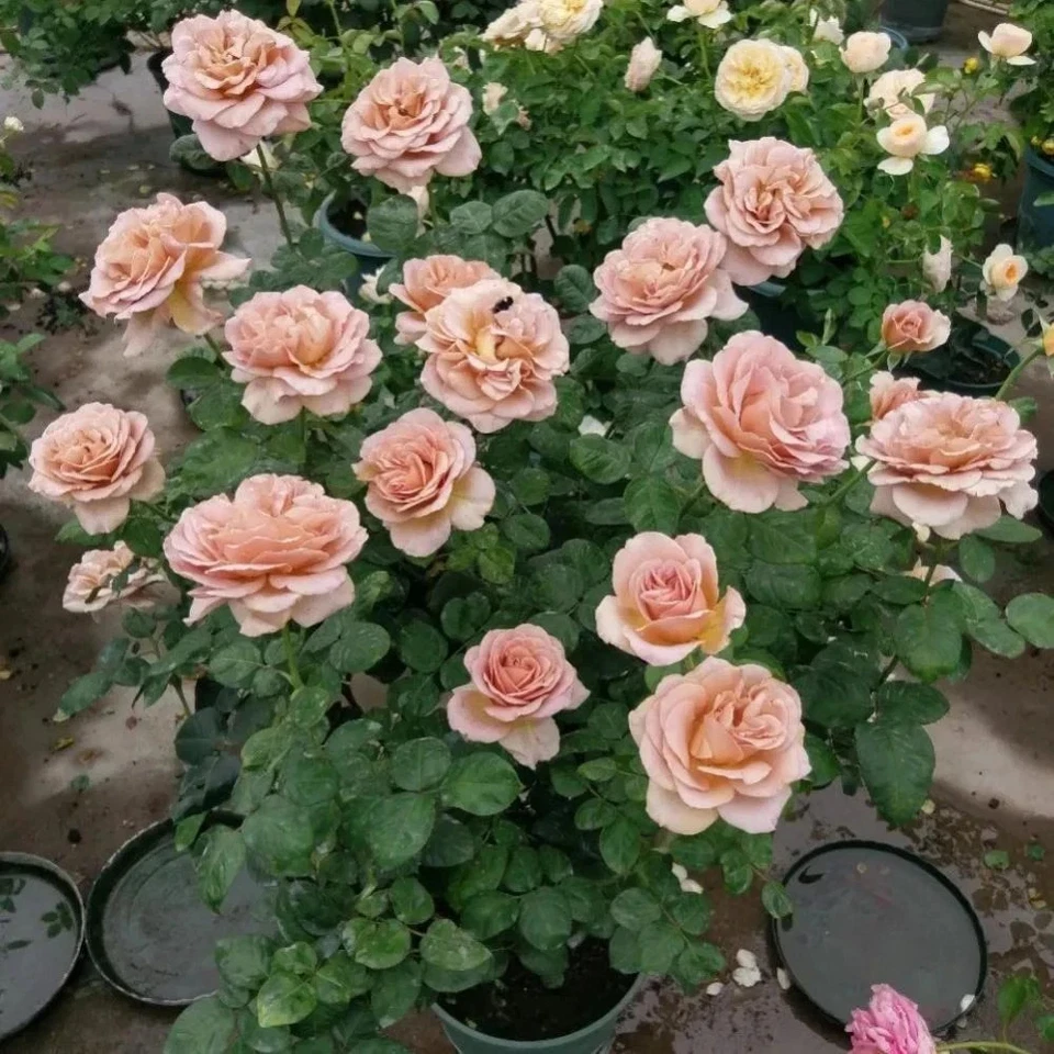 Café Latte Rose Cuttings – 3 Unrooted Scions for Rooting or Grafting