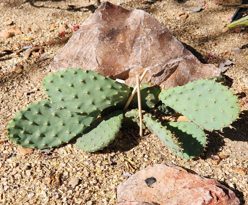 Opuntia macrorhiza Plains Prickly Pear — 1 Fresh Cactus Pad Cutting (Cold-Hardy, Yellow Blooms)