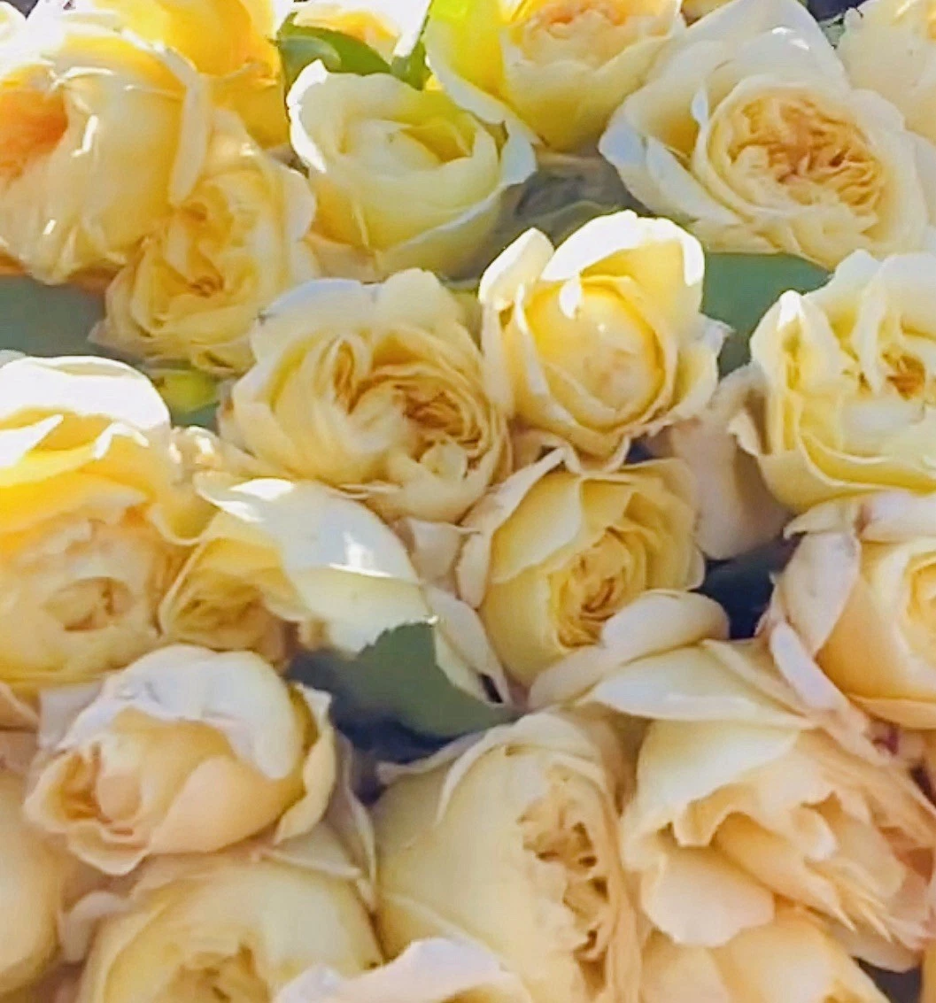 Moonlight Romantica Rose Cuttings - 3 Unrooted 6" Moonlight Romantica Hybrid Tea Rose Starter