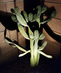 Consolea rubescens Cactus Pad Cutting (Live, Unrooted) Road Kill Opuntia Type Pad Segment for Propagation