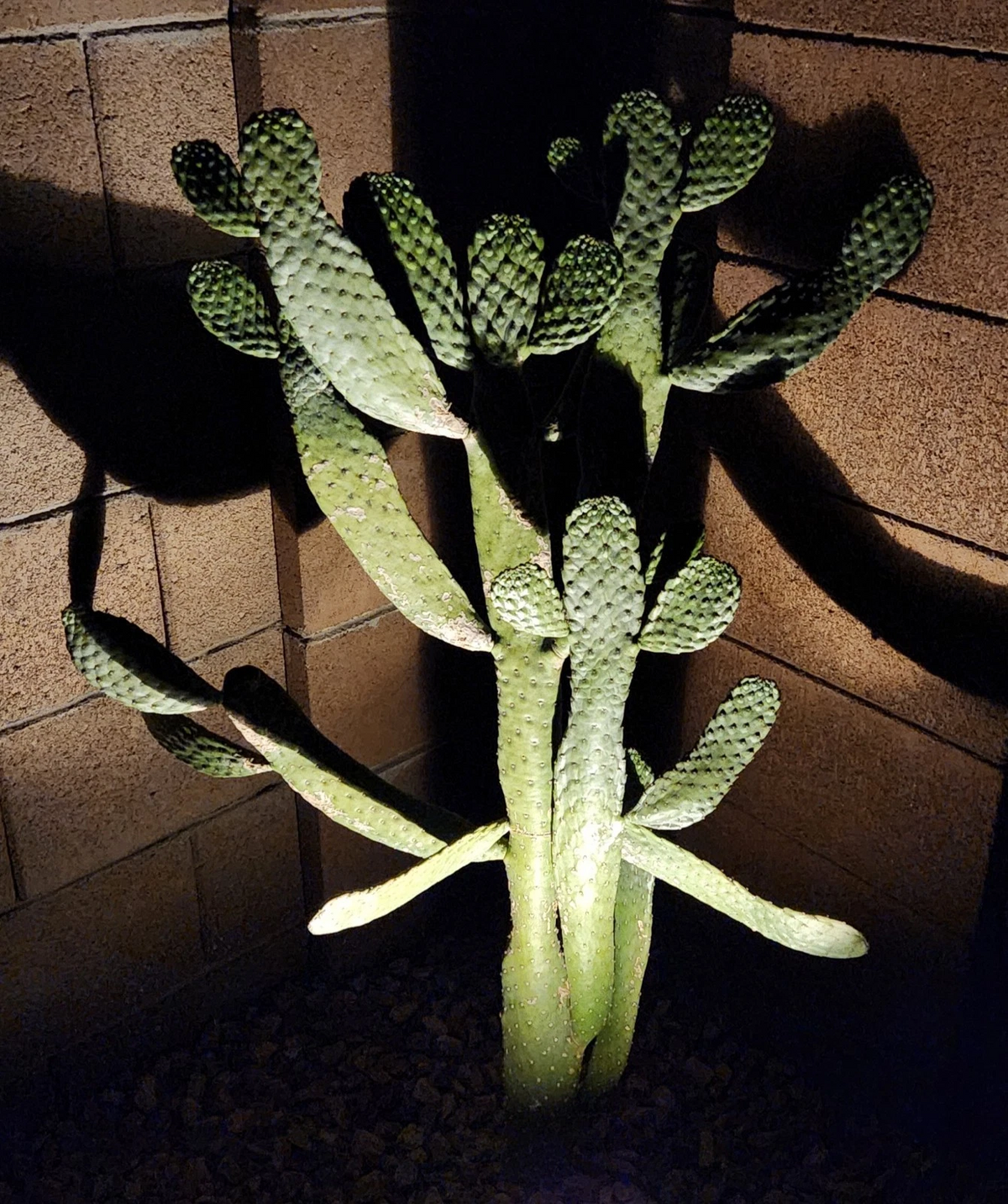 Consolea rubescens Cactus Pad Cutting (Live, Unrooted) Road Kill Opuntia Type Pad Segment for Propagation