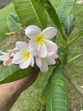 Orange Rainbow Plumeria Cuttings – 6–12 in Live Frangipani Cuttings