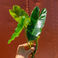 Philodendron Burle Marx Cutting — Unrooted Cutting with Air Roots for Propagation