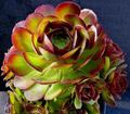 Aeonium Durango Succulent Cuttings - 2 Live Unrooted Cuttings for Propagation