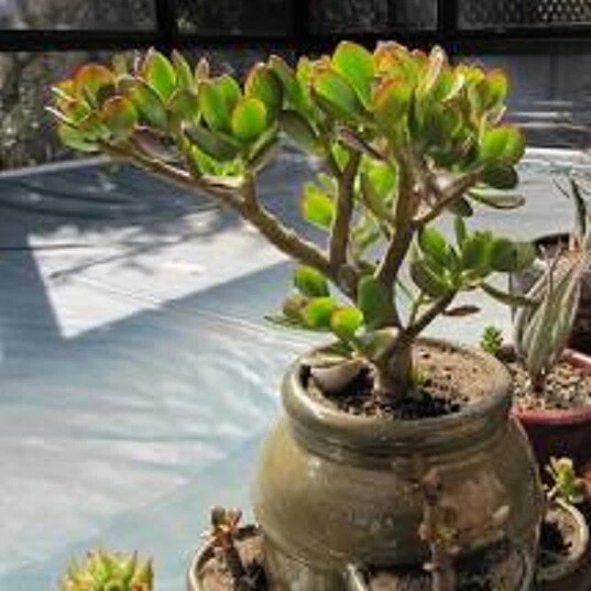 Crassula ovata 'Crosby’s Compact' Jade Plant - 1 Live Plant + Bonus Cutting