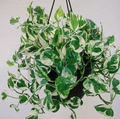 N’Joy Pothos Cuttings – 4x Live Unrooted 4–6in Variegated Cuttings