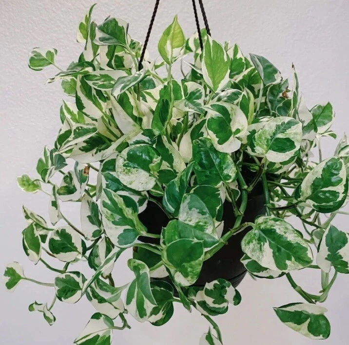 N’Joy Pothos Cuttings – 4x Live Unrooted 4–6in Variegated Cuttings