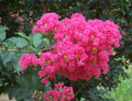 2 Live Hot Pink Crepe Myrtle Plants – Rooted Lagerstroemia indica Starter Shrubs for Garden & Landscape