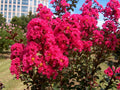 Dark Pink Crepe Myrtle Cuttings (Lagerstroemia indica) - 7 Unrooted 6" Stems
