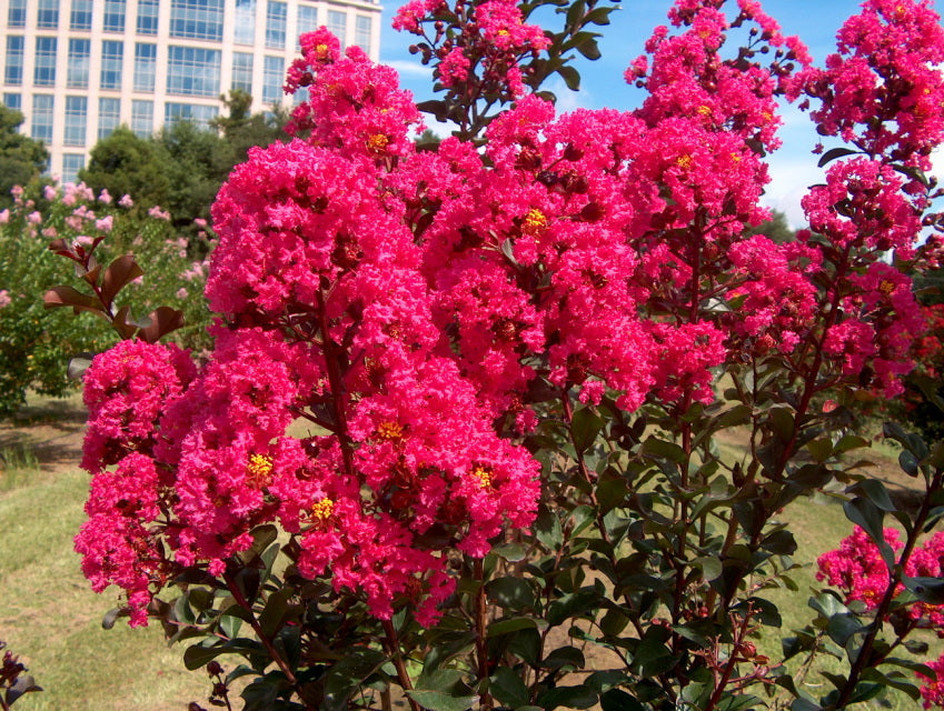 Dark Pink Crepe Myrtle Cuttings (Lagerstroemia indica) - 7 Unrooted 6" Stems